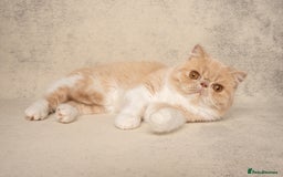 Exotic cats for sale: Active Exotic queen for homing 💓 - Image 2
