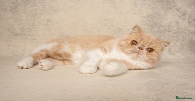 Exotic cats - Advert 16