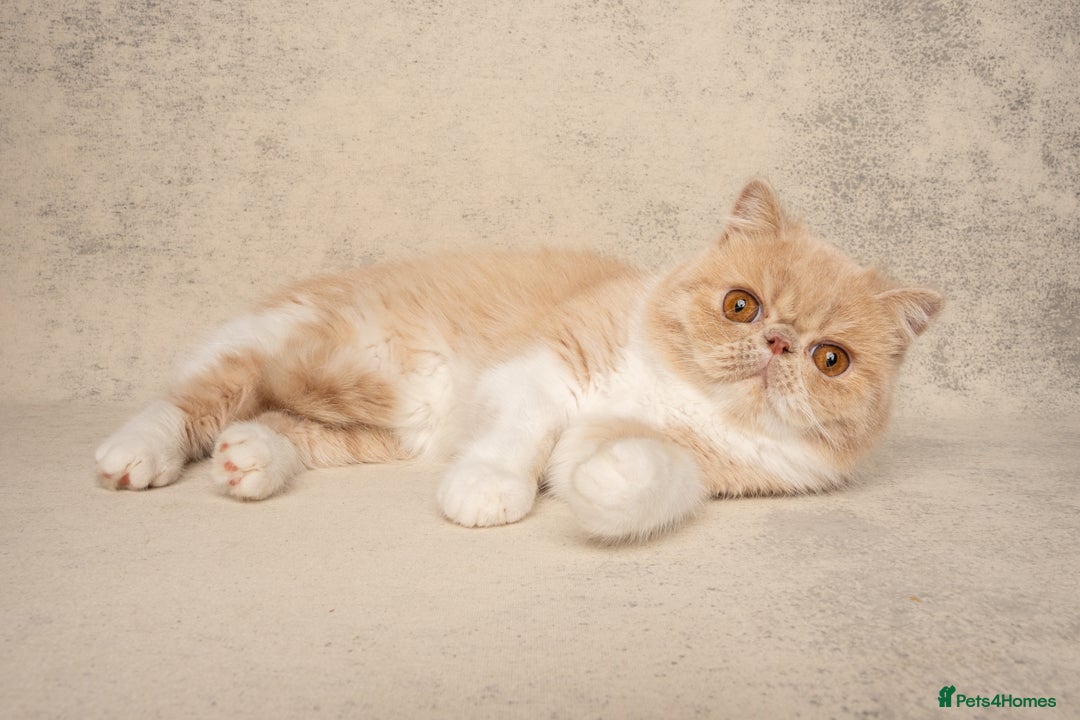 Exotic cats for sale: Active Exotic queen for homing 💓 - Image 2