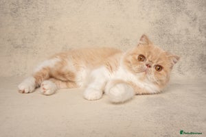 Exotic cats Active Exotic queen for homing 💓 - Advert 2