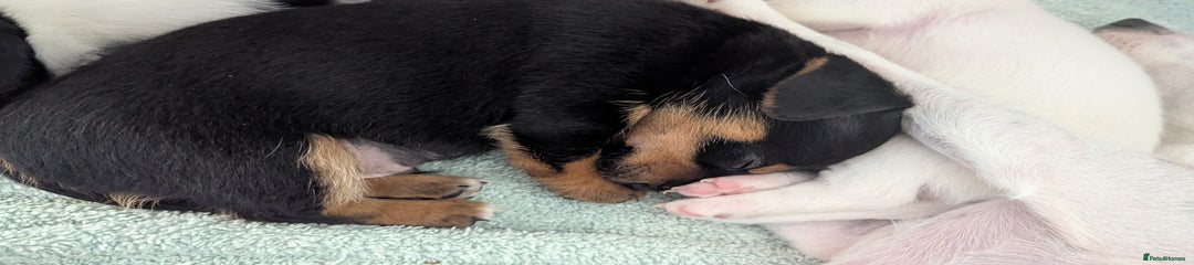 Mixed Breed Puppy 1