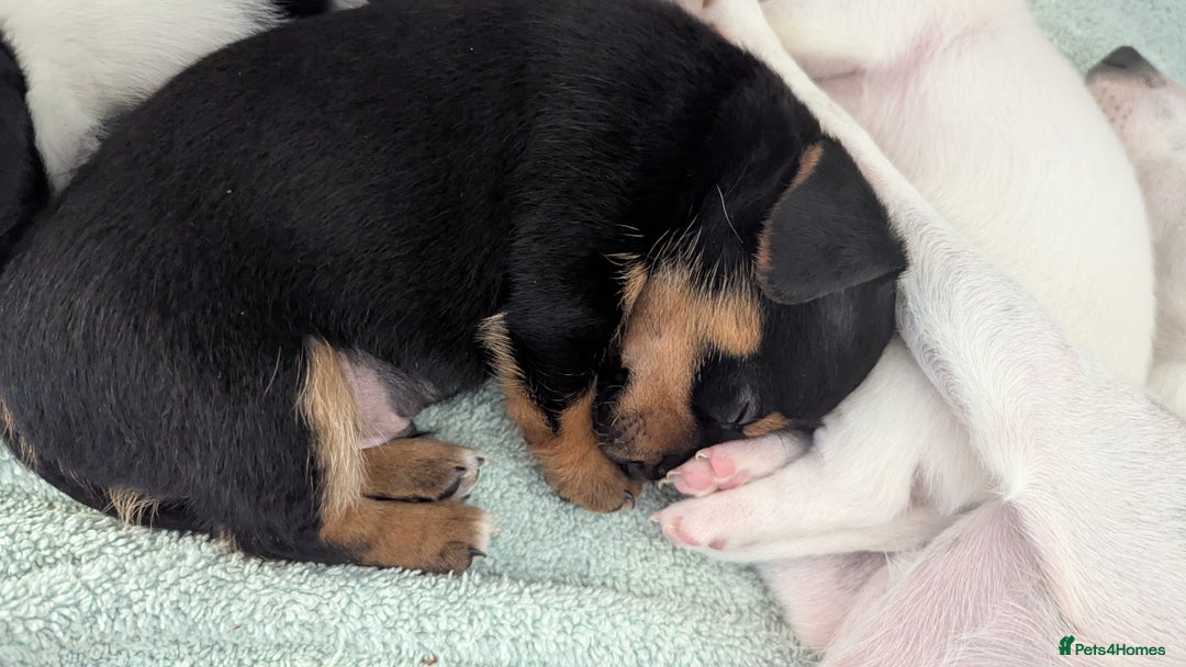 Mixed Breed dogs for sale: Toy fox terrier/jack Russell puppies  - Image 2
