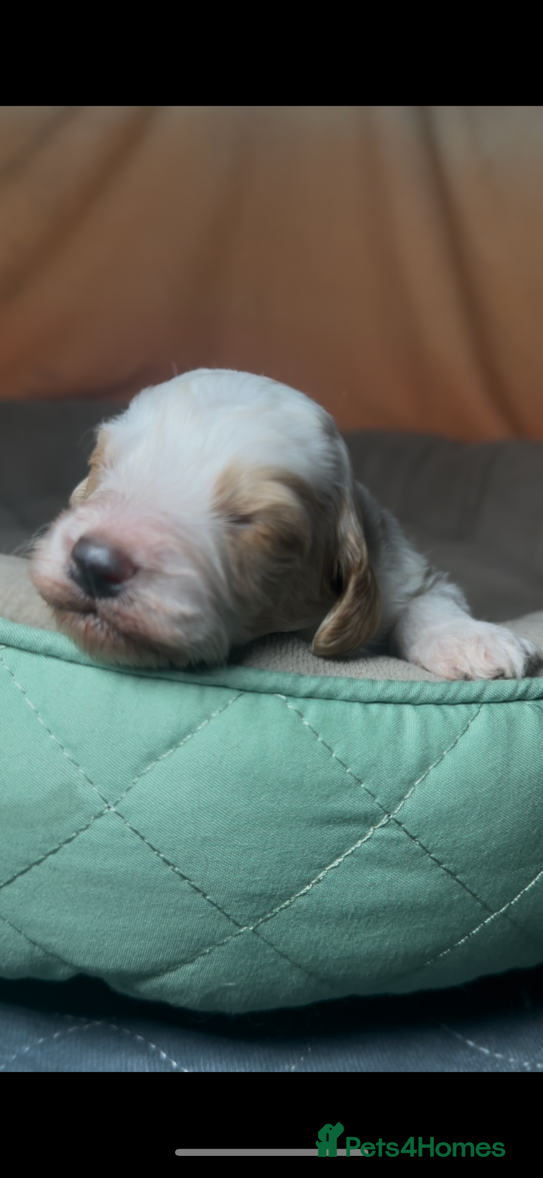 Cockapoo dogs for sale: 3 remaining Cockapoos looking for homes - Advert 17