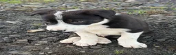 Border Collie dogs for sale: Border collie boy in Ruthin - Advert 5