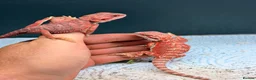 Bearded Dragon reptiles for sale: Stunning Baby Bearded Dragon is ready to go! - Advert 7