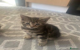 York Chocolate cats for sale: Very cute cats who needs to go to home! - Image 7
