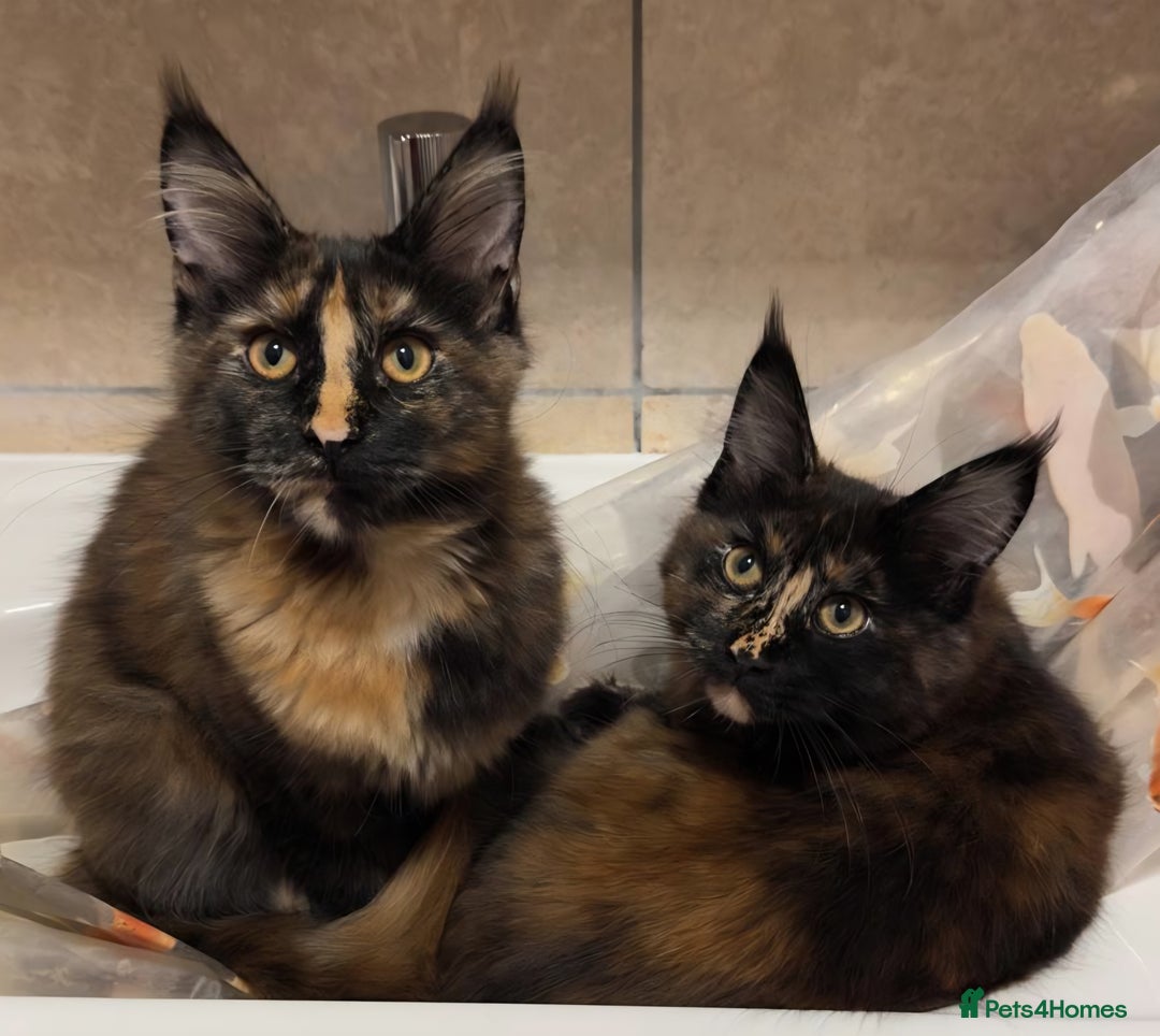 Maine Coon cats for sale: ❤️ Stunning ❤️ GCCF Registered Maine Coon Kittens - Image 2