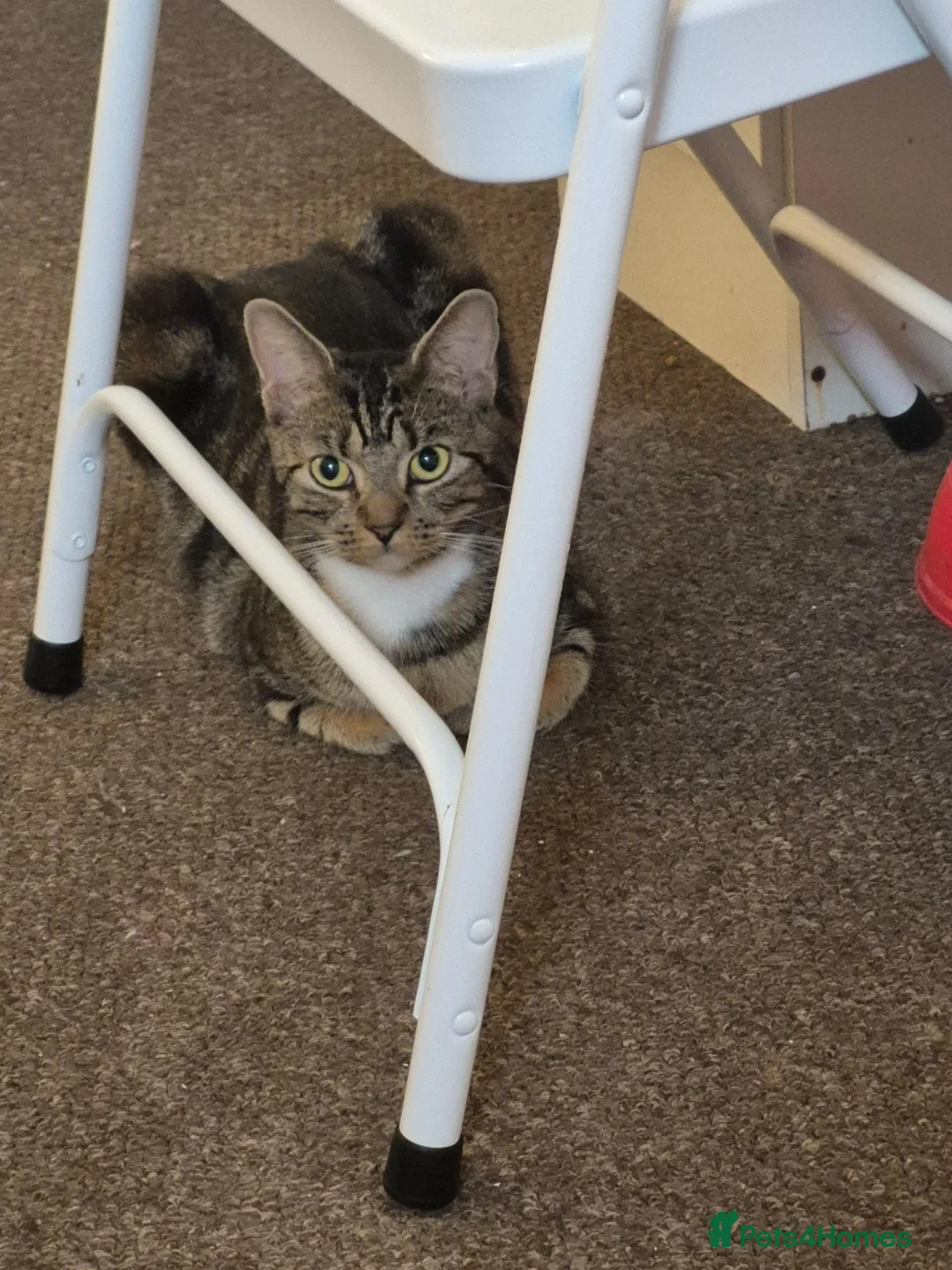 Mixed Breed cats for sale: Boy and girl kitten - Advert 2