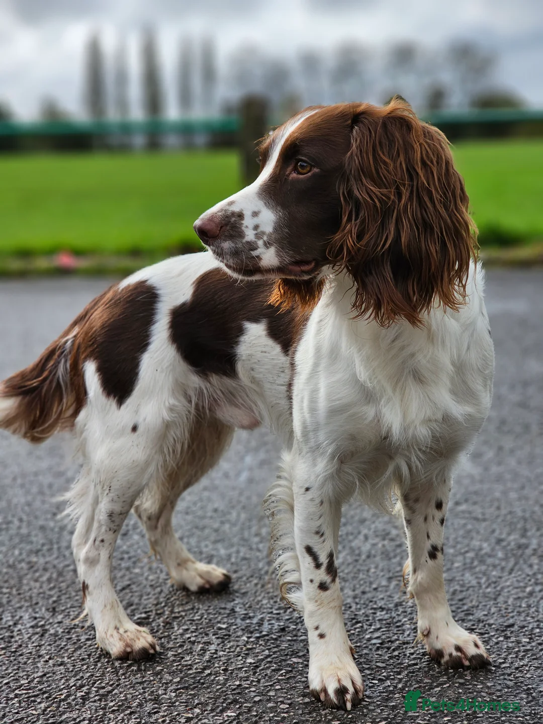 English Springer Spaniel dogs for stud: English Springer Spaniel Stud in Derby - Advert 5