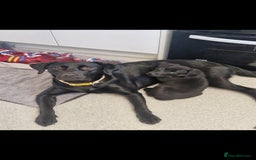 Labrador Retriever dogs for sale: Looking for a new home for Albert  - Image 4