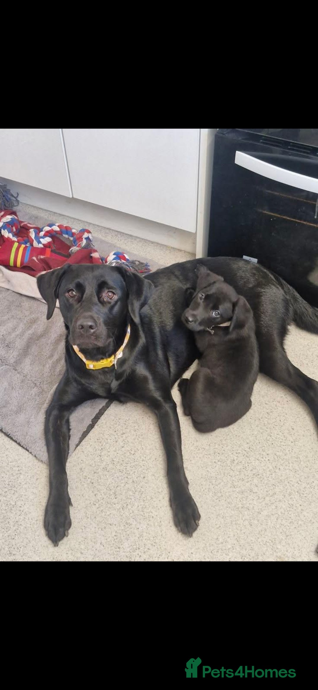 Labrador Retriever dogs for sale: Looking for a new home for Albert  - Image 4