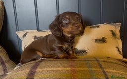 Miniature Dachshund dogs for sale: Gorgeous short & Long haired boys - Image 14