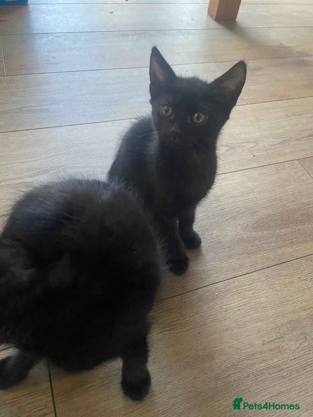 Domestic Shorthair cats for sale: 4 beautiful black kittens  - Image 3