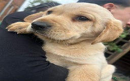 Labrador Retriever dogs for sale: Beautiful fox red and cream Labrador retriever - Image 3