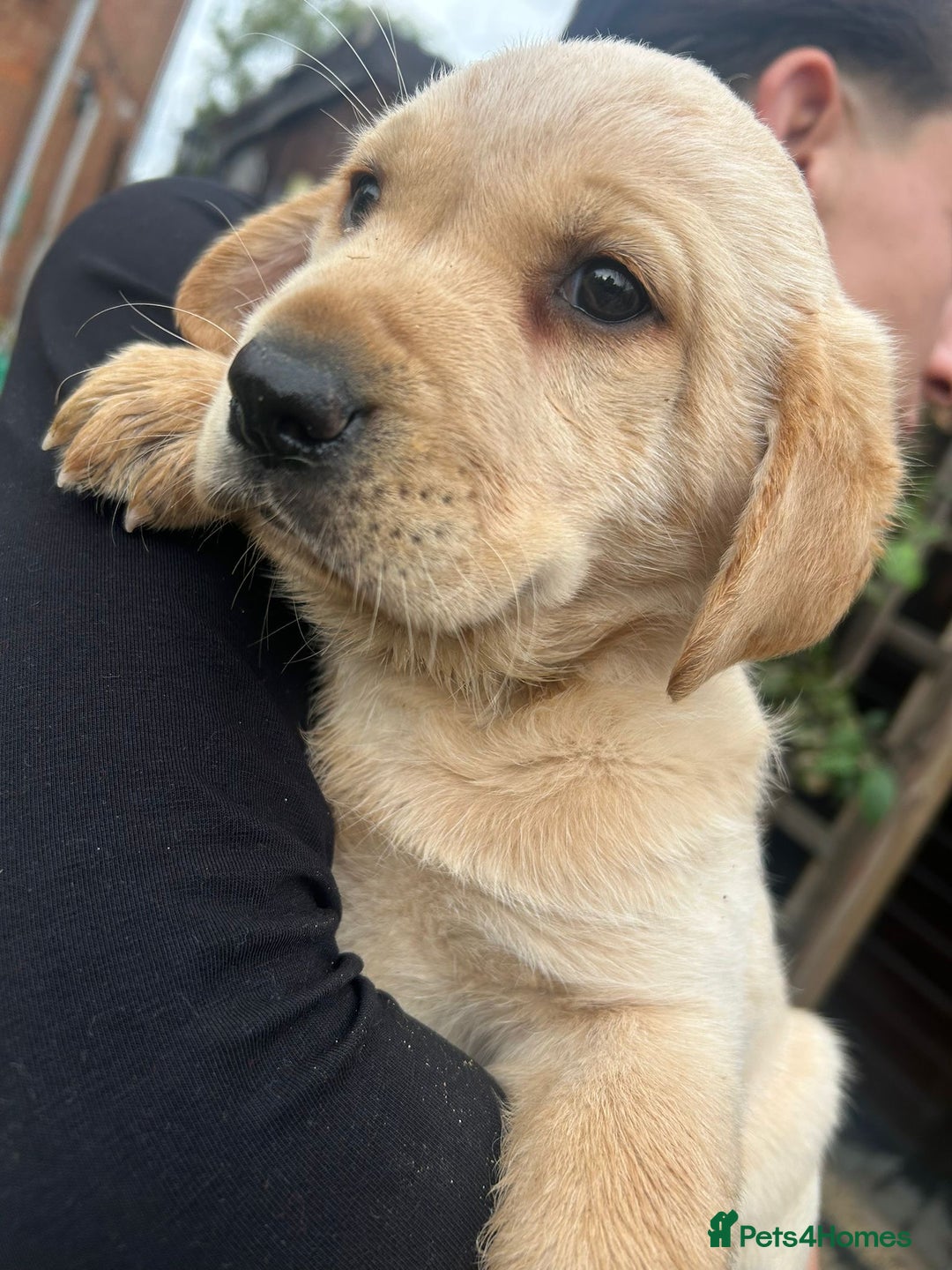 Labrador Retriever dogs for sale: Beautiful fox red and cream Labrador retriever - Image 3