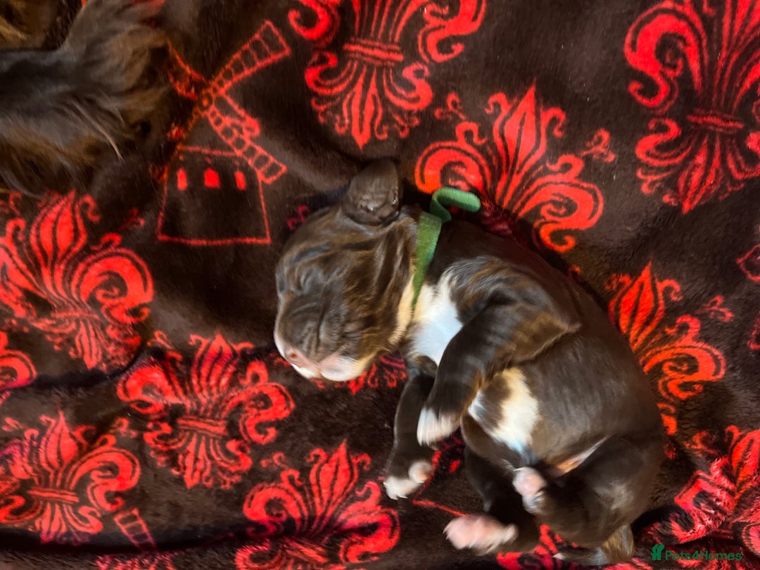 Cocker Spaniel dogs for sale: Cocker spaniels 🐶  - Advert 15