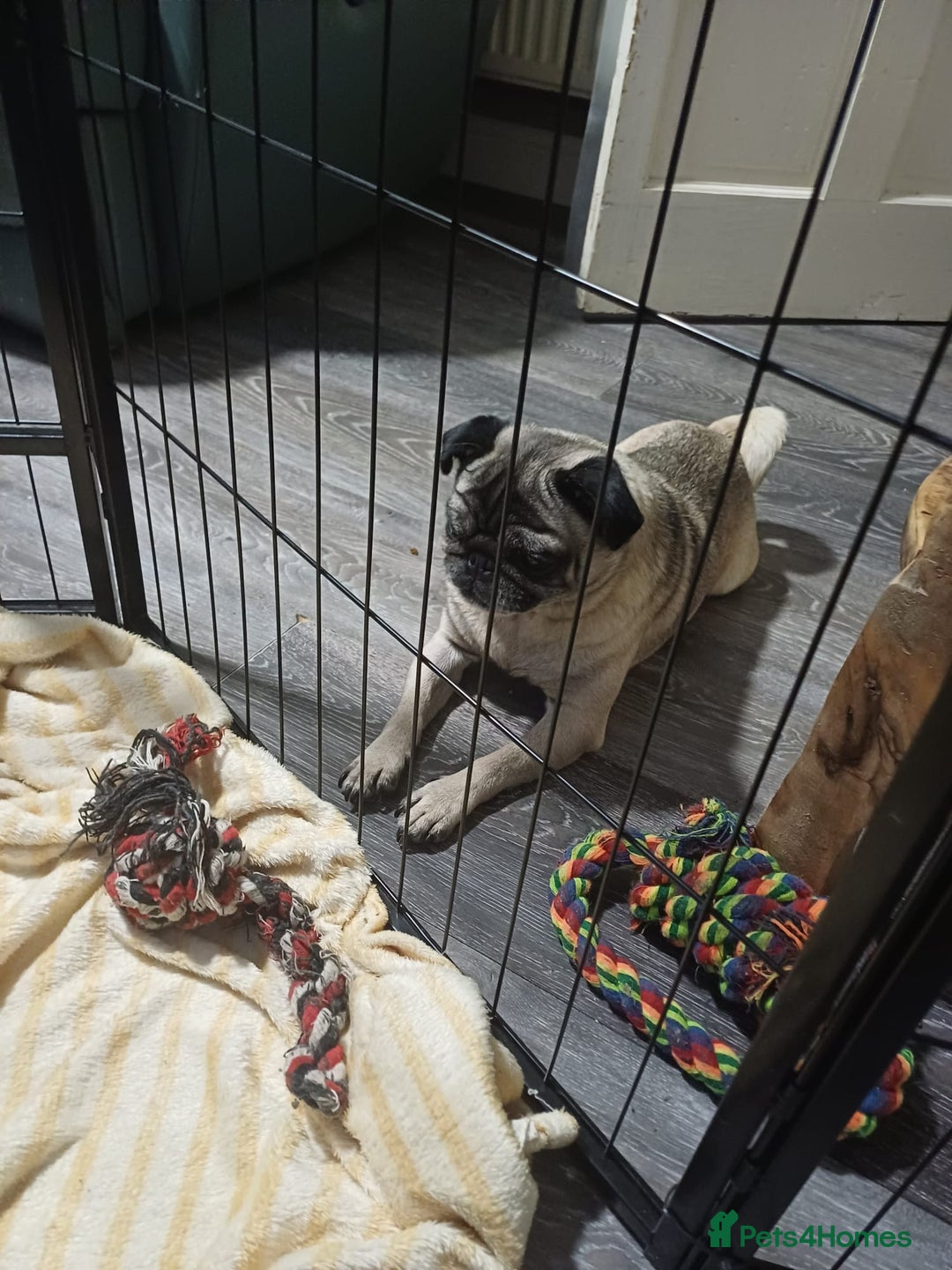 Mixed Breed dogs for sale: Dachshund X Pug - Image 8