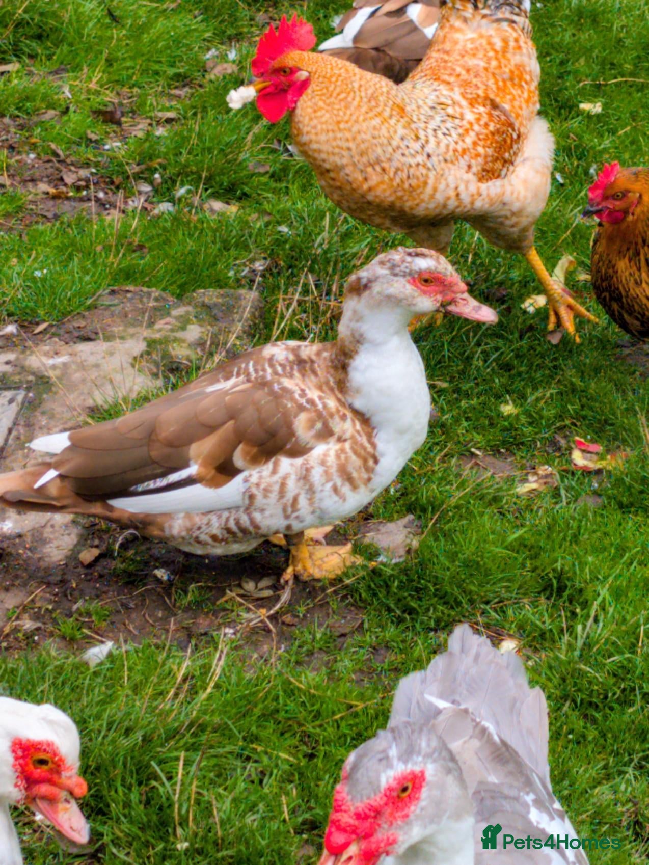 Ducks poultry Pair of muscovy ducks. - Advert 1