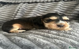 Cocker Spaniel dogs for sale: 🐾Cocker Spaniel Puppies-Ready in 5 Weeks🐾 - Image 24