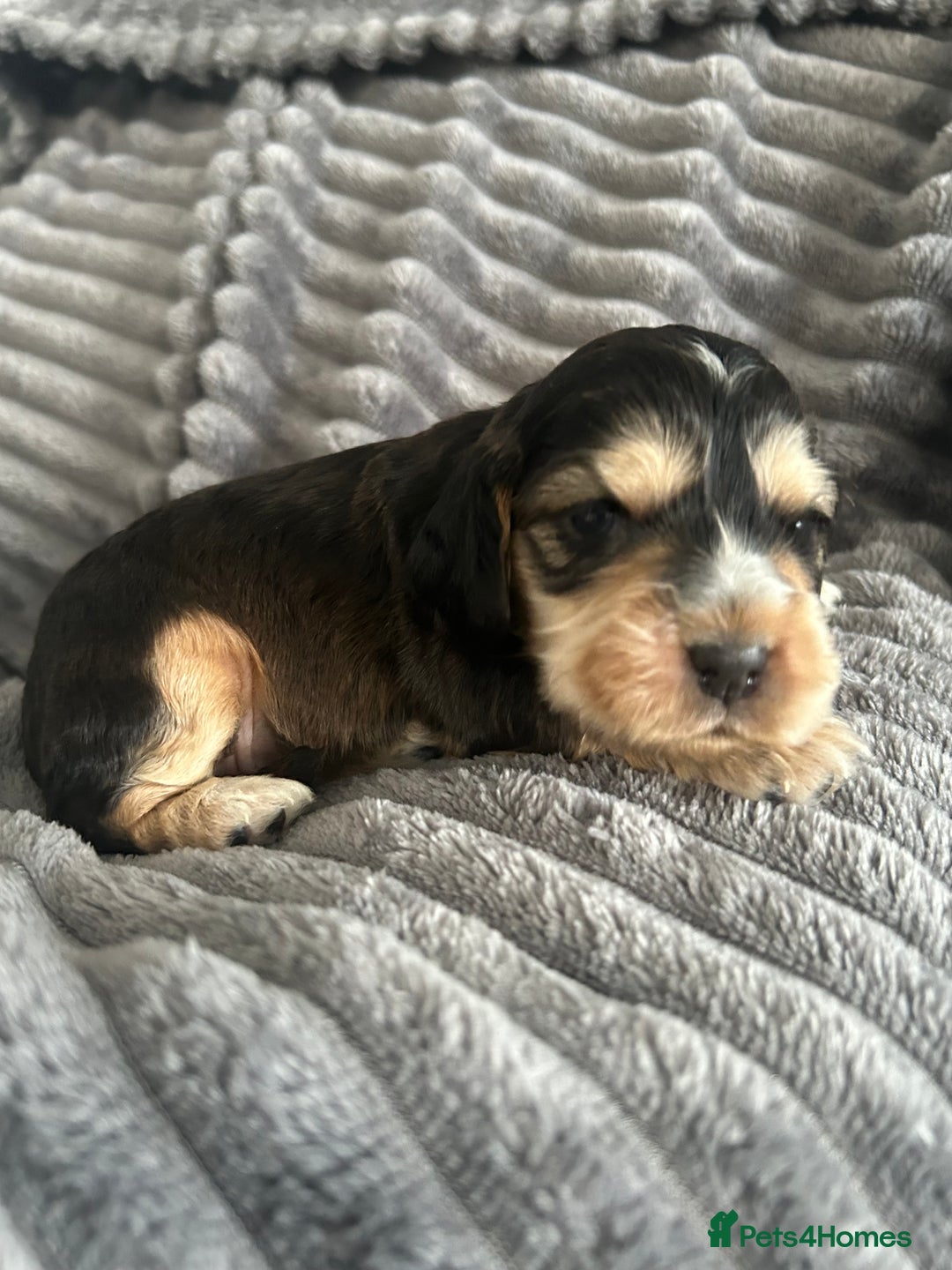 Cocker Spaniel dogs for sale: 🐾Cocker Spaniel Puppies-Ready in 5 Weeks🐾 - Image 24