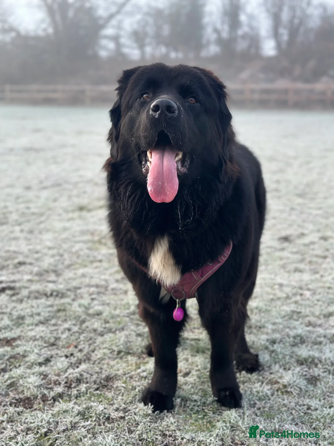 Newfoundland dogs for sale: Purebred Newfoundland Puppies due Feb 2026 - Advert 5