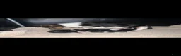 Jack Russell dogs for sale: Beautiful litter of 6 puppies  - Advert 1