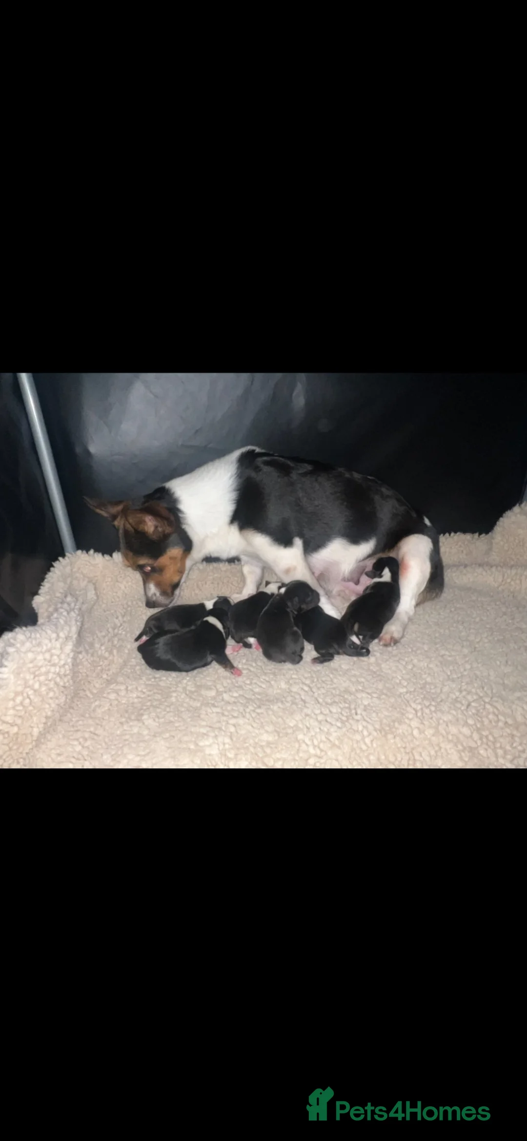 Jack Russell dogs for sale: Beautiful litter of 6 puppies  - Advert 1