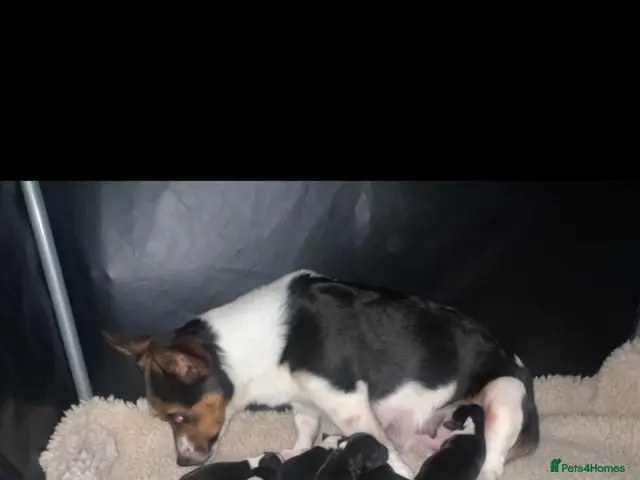 Jack Russell dogs for sale: Beautiful litter of 6 puppies - Advert 4