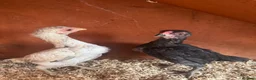 Chickens poultry for sale: Pair of Ko Shamos  - Advert 4