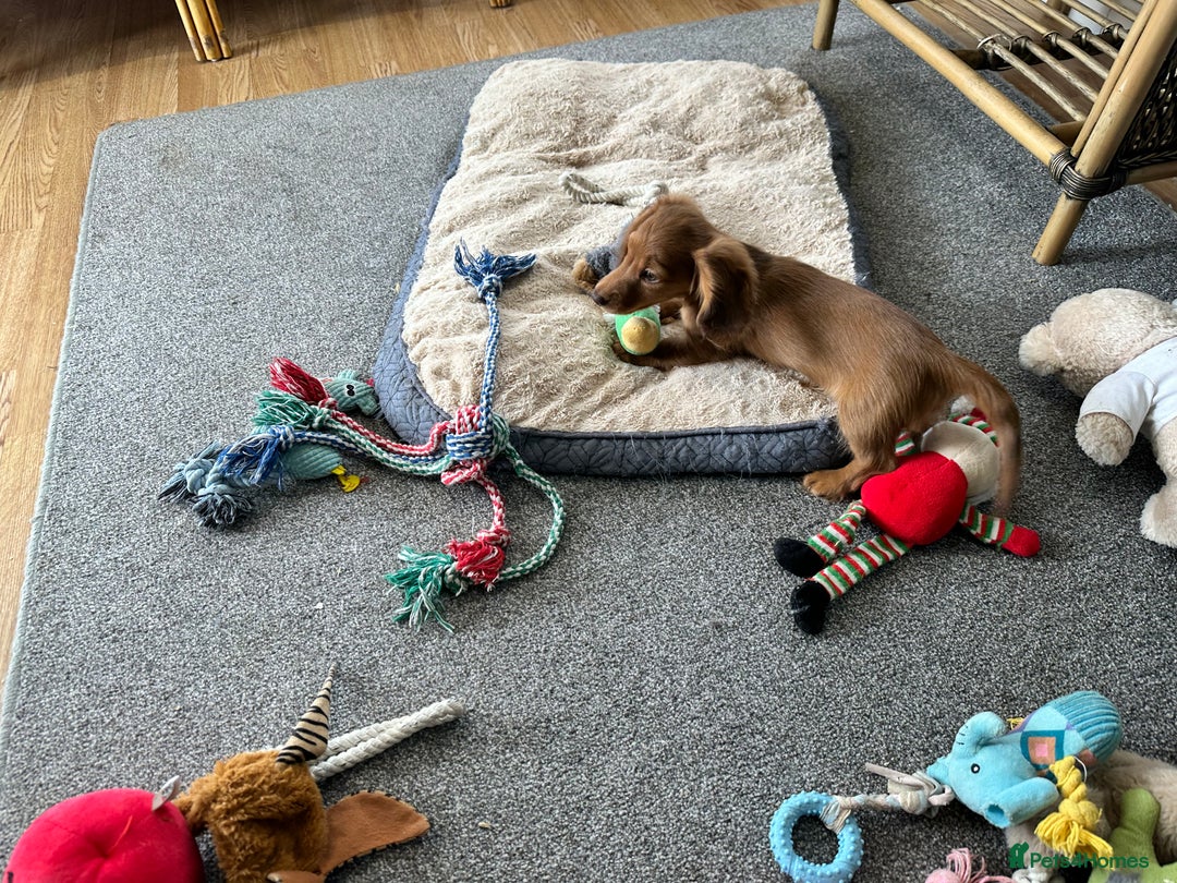 Miniature Dachshund dogs for sale: 1 handsome boy available  in Ely - Image 9