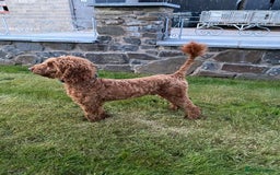 Cavapoo dogs for sale: ✨ Gorgeous F1 Cavapoo Puppies ✨ - Image 14