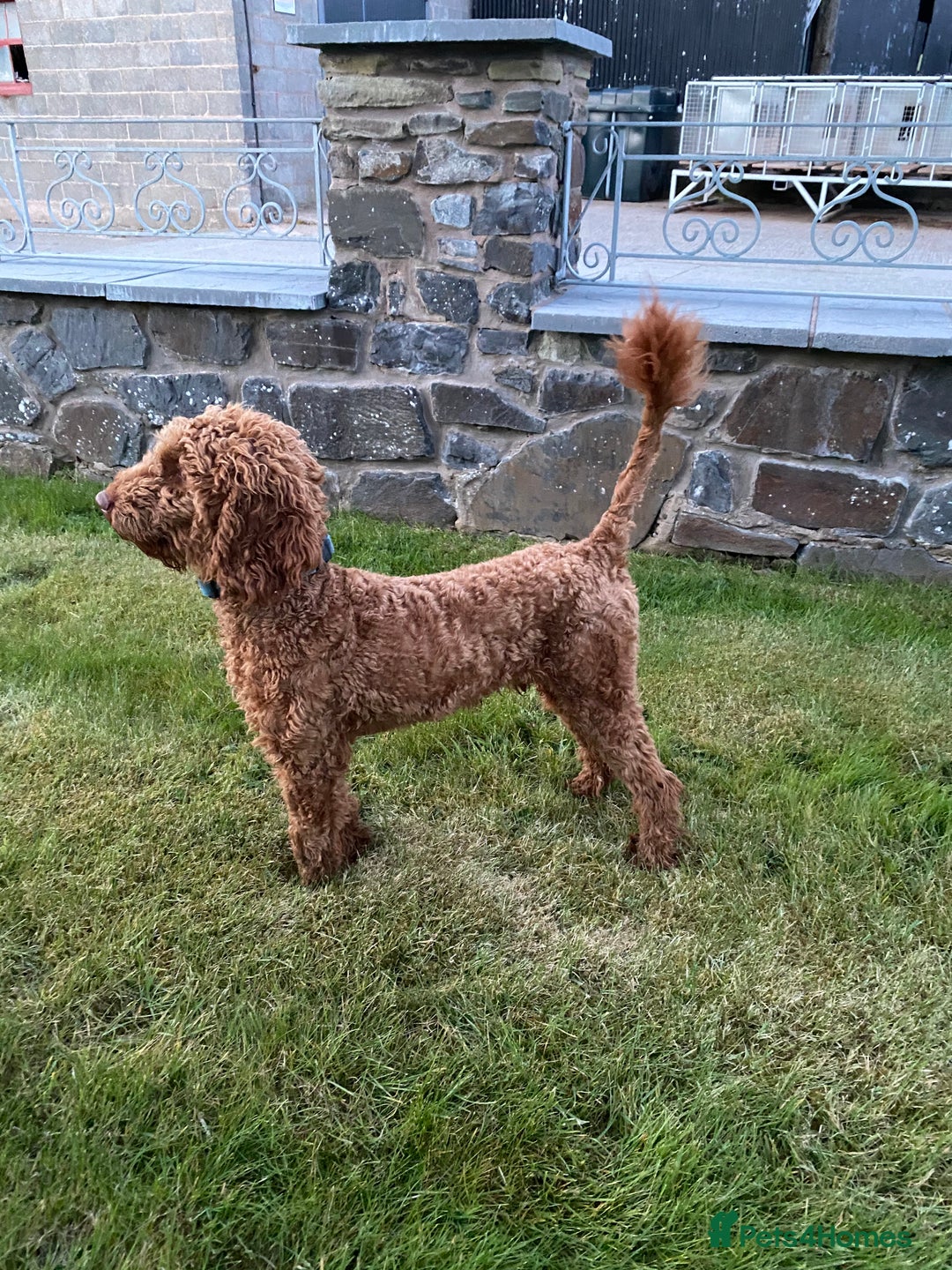 Cavapoo dogs for sale: ✨ Gorgeous F1 Cavapoo Puppies ✨ - Image 14