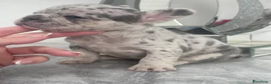 French Bulldog 6
