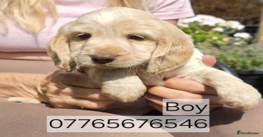 Cockapoo dogs - Advert 14