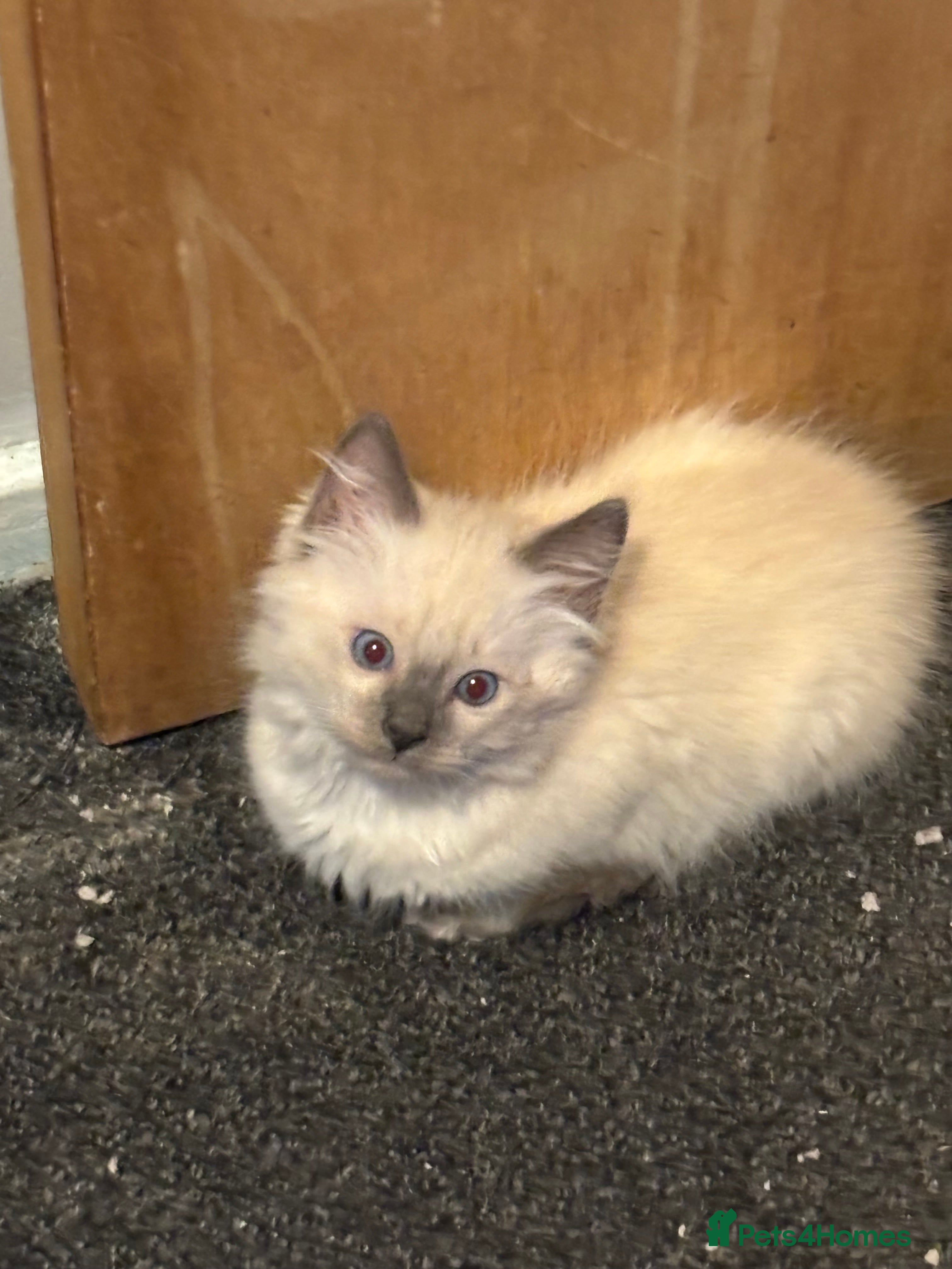 Ragdoll cats Ragdoll bluepoint/sealpoint - Advert 2