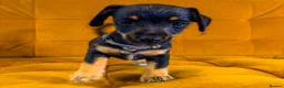 Jackshund dogs for sale: Daxijax/Jackshund/Dachshund/Jack - READY TO GO - Advert 18