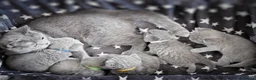 British Shorthair cats for sale: Ready in December British short-hair kittens - Advert 3
