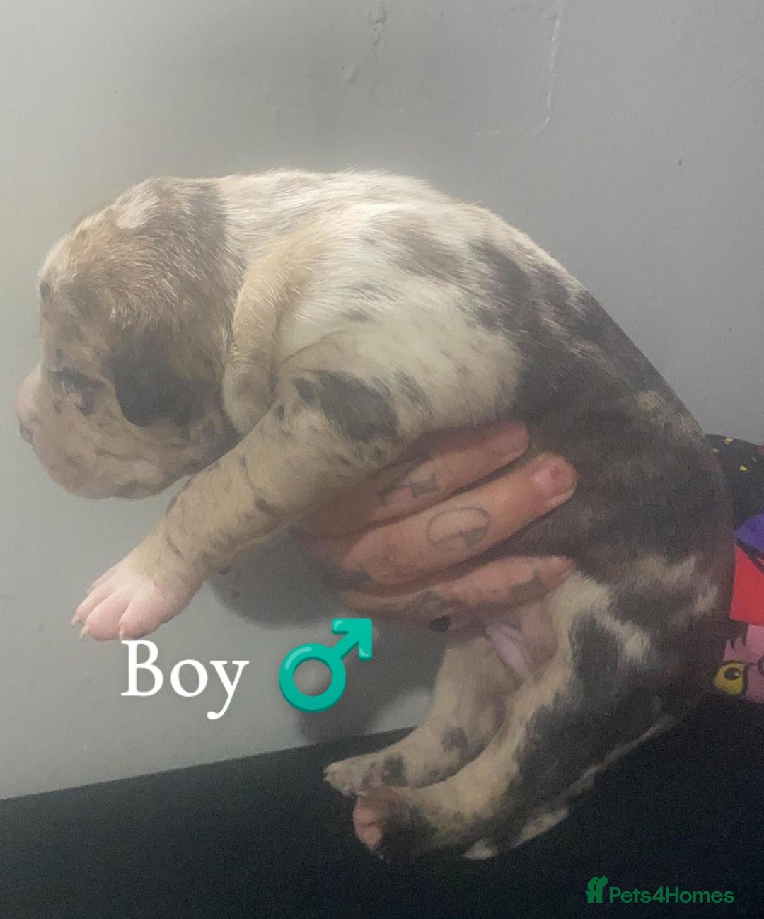 Mixed Breed dogs for sale: American Bull Staffy Puppies - Image 6