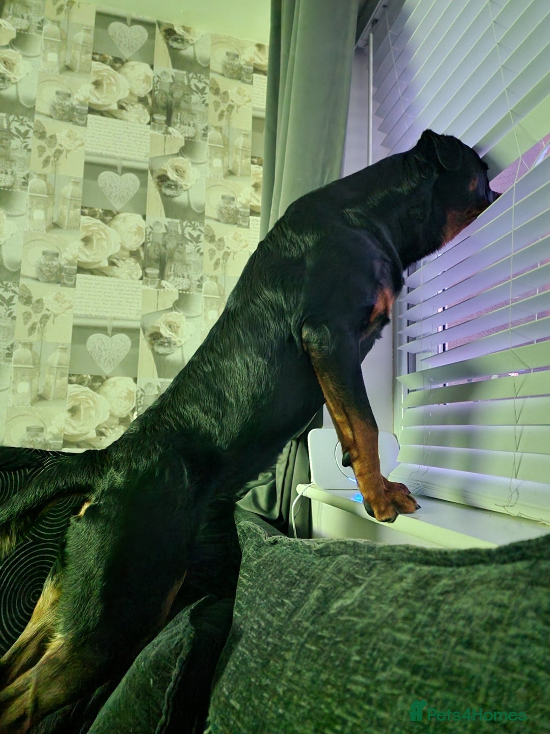 Rottweiler dogs for sale: 3 year old male rottweiler  - Advert 5