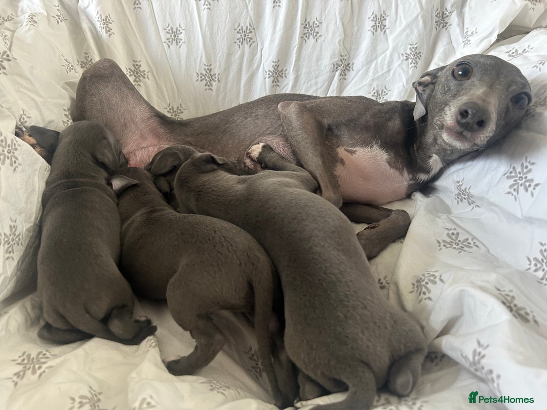 Italian Greyhound dogs for sale: 1 boy left  - Image 15