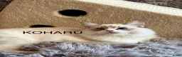 Ragdoll cats for sale: 100 % PURE RAGDOLL KITTENS FIFE REGISTRATION in West Drayton - Advert 20