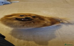 Pomeranian dogs for sale: GIRL POMERANIAN  - Image 2