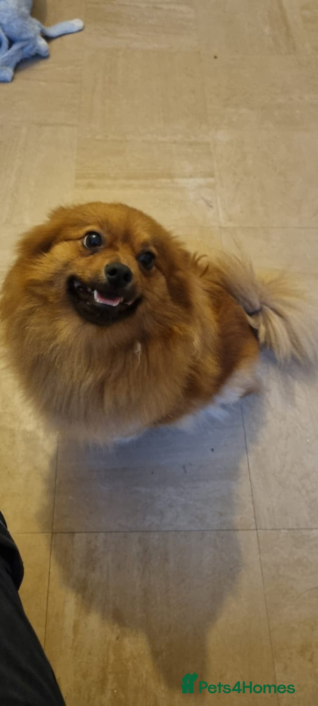 Pomeranian dogs for sale: GIRL POMERANIAN  - Image 2