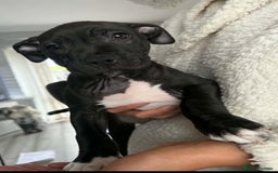 Mixed Breed dogs for sale: Beautiful pups cane/corso staff - Advert 8