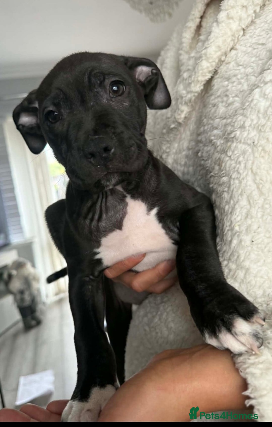 Mixed Breed dogs for sale: Beautiful pups cane/corso staff - Advert 8