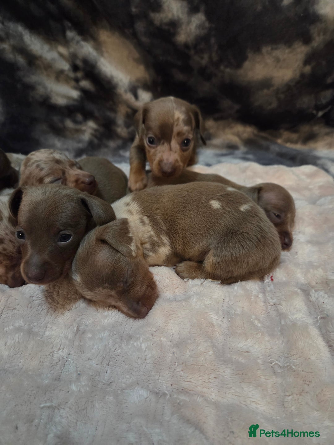 Miniature Dachshund dogs for sale: Miniature dachshund pups KC Reg - Advert 8