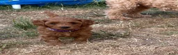 Cockapoo dogs for sale: F1B miniature cockapoo puppies. - Advert 5