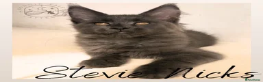 Maine Coon 1