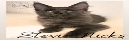 Maine Coon cats for sale: LARGE Stunning Solid Blue Maine Coon Kitten  - Advert 5