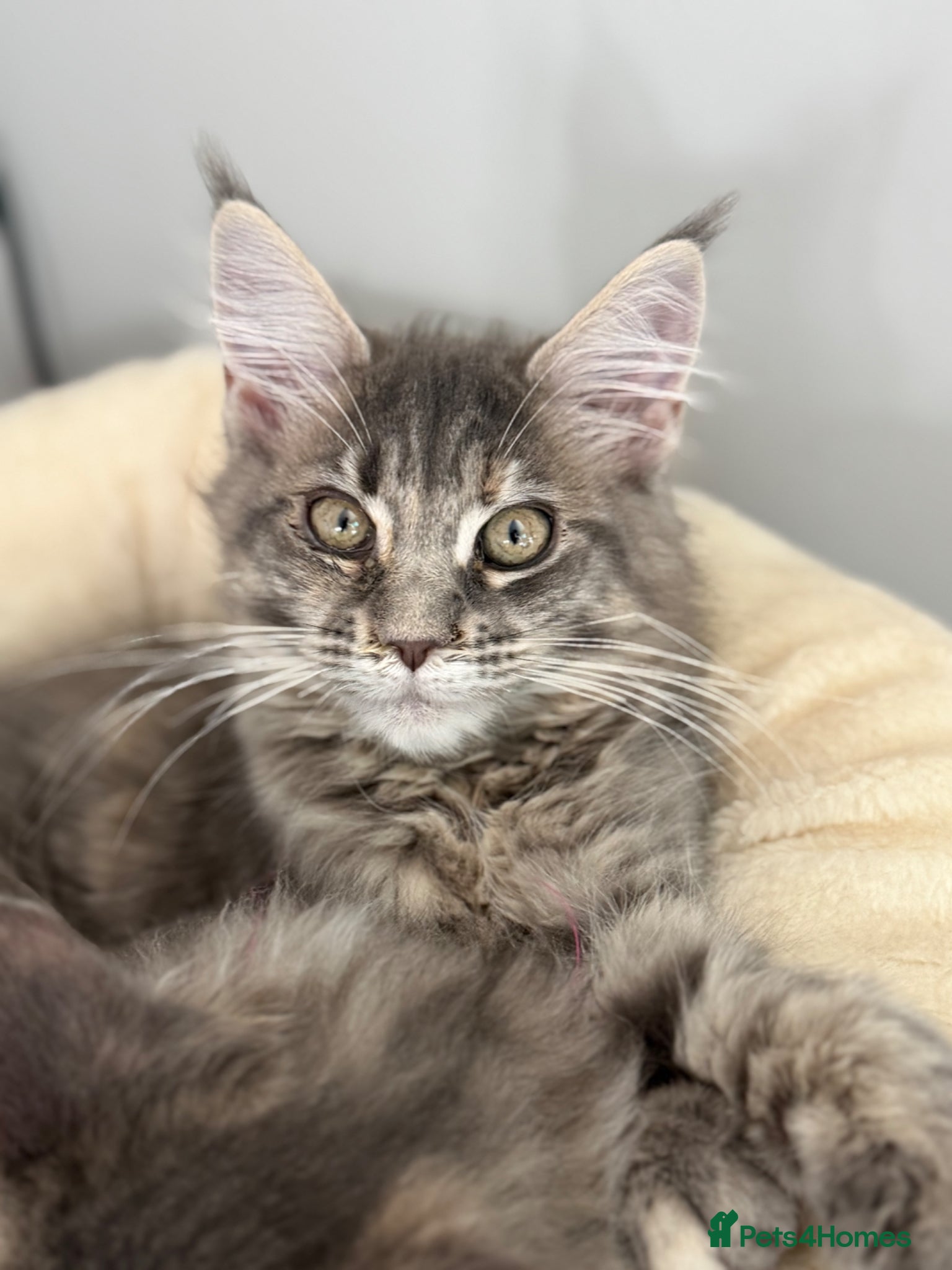 Maine Coon cats TICA Registered Maine Coon Kittens - Advert 1